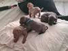 Puppies for sale Cyprus, Paphos Weimaraner