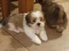 Puppies for sale Denmark, Kopenagen Shih Tzu