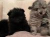 Puppies for sale Germany, Duisburg Pomeranian Spitz
