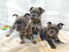 Puppies for sale Netherlands, Geldrop French Bulldog