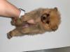 Puppies for sale Greece, Athens Pomeranian Spitz