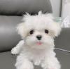 Puppies for sale Germany, Berlin Maltese