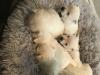 Puppies for sale Denmark, Kopenagen West Highland White Terrier