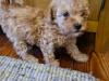Puppies for sale France, Paris Toy-poodle