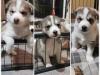 Puppies for sale Italy, Turin Haski
