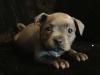 Puppies for sale Italy, Milan Staffordshire Bull Terrier