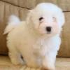Puppies for sale Portugal, SetГєbal Maltese