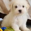 Puppies for sale Portugal, Port Maltese