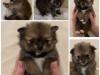 Puppies for sale Italy, Turin Pomeranian Spitz
