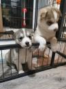 Puppies for sale Cyprus, Limassol Haski