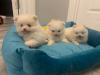 Puppies for sale France, Paris Pomeranian Spitz