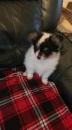Puppies for sale Finland, Tampere Papillon and Phalene