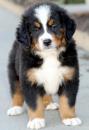 Puppies for sale Denmark, Kopenagen Bernese Mountain Dog