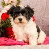 Puppies for sale Germany, Leverkusen Havanese