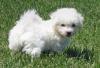 Puppies for sale Netherlands, Rotterdam Bichon