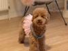 Puppies for sale Netherlands, Amsterdam Ka De Bo, tur