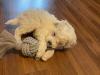 Puppies for sale Latvia, Riga Toy-poodle