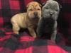 Puppies for sale Hungary, Budapest Shar Pei