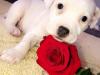 Puppies for sale Greece, Patra Staffordshire Bull Terrier