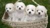 Puppies for sale Germany, Munich Bichon