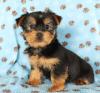 Puppies for sale USA, Alaska Yorkshire Terrier