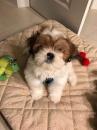 Puppies for sale Czech Republic, Bridge Shih Tzu