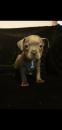 Puppies for sale Germany, Chemnitz Staffordshire Bull Terrier