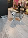 Puppies for sale Czech Republic, Prague Haski