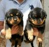 Puppies for sale Canada, Saskatchewan, Saskatoon Rottweiler