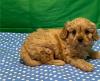 Puppies for sale Italy, Rome , CAVAPOO
