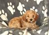 Puppies for sale Slovenia, Rakavica Other breed