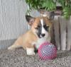 Puppies for sale Greece, Heraklion Welsh Terrier