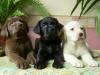 Puppies for sale Belarus, Maladzyechna Labrador Retriever