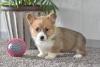 Puppies for sale Denmark, Kopenagen Welsh Terrier