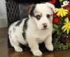 Puppies for sale Germany, Chemnitz Welsh Terrier