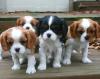 Puppies for sale United Kingdom, Colchester King Charles Spaniel