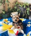 Puppies for sale USA, Florida Yorkshire Terrier