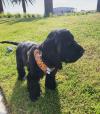 Puppies for sale Latvia, Riga , Cocker Spaniels Puppies