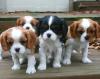 Puppies for sale Canada, Alberta King Charles Spaniel
