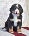 Puppies for sale Germany, Berlin Bernese Mountain Dog