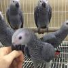 Puppies for sale Canada, Alberta, Calgary , Congo African grey parrots