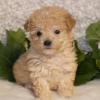 Puppies for sale Czech Republic, Hradec Kralove Toy-poodle