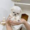 Puppies for sale Italy, Florence Maltese