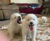 Puppies for sale Germany, Wiesbaden Samoyed dog (Samoyed)
