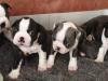 Puppies for sale Sweden, Stockholm Boston Terrier
