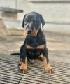 Puppies for sale Sweden, Stockholm Doberman