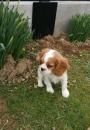 Puppies for sale Netherlands, Amsterdam King Charles Spaniel