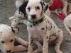 Puppies for sale Latvia, Riga Dalmatian