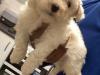 Puppies for sale Spain, Madrid Bichon