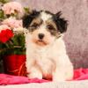 Puppies for sale Portugal, Almeida Havanese